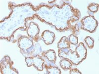 FFPE human placenta sections stained with 100 ul anti-E-Cadherin / CD324 (clone CDH1/1525) at 1:50. HIER epitope retrieval prior to staining was performed in 10mM Citrate, pH 6.0.